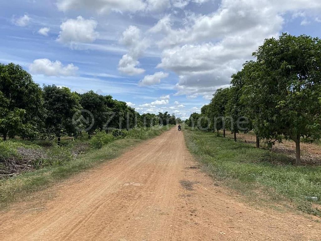 6 years old mango plantation, $ 8,000 per hectare