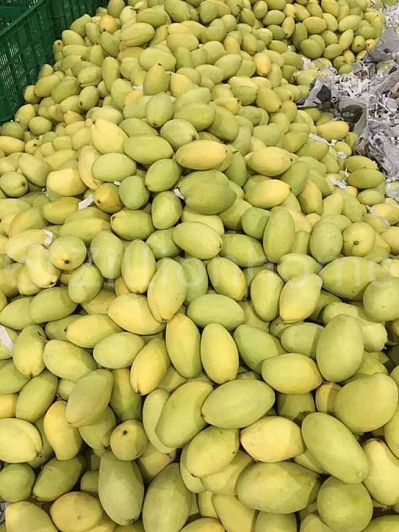 Mango Plantation for Sales 8 yrs 